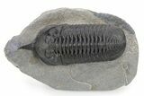 Huge, Morocconites Trilobite Fossil - Ofaten, Morocco #255446-2